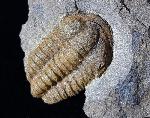 Conocoryphe sulzeri (SCHLOTHEIM, 1823) - Bild © FossNet FossilienStore